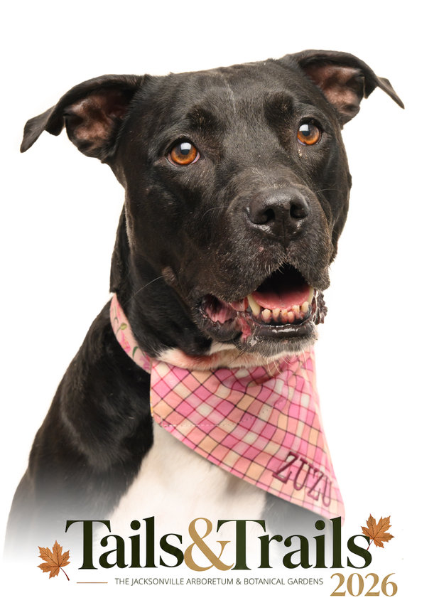 Tails and Trails 2026 dog portrait