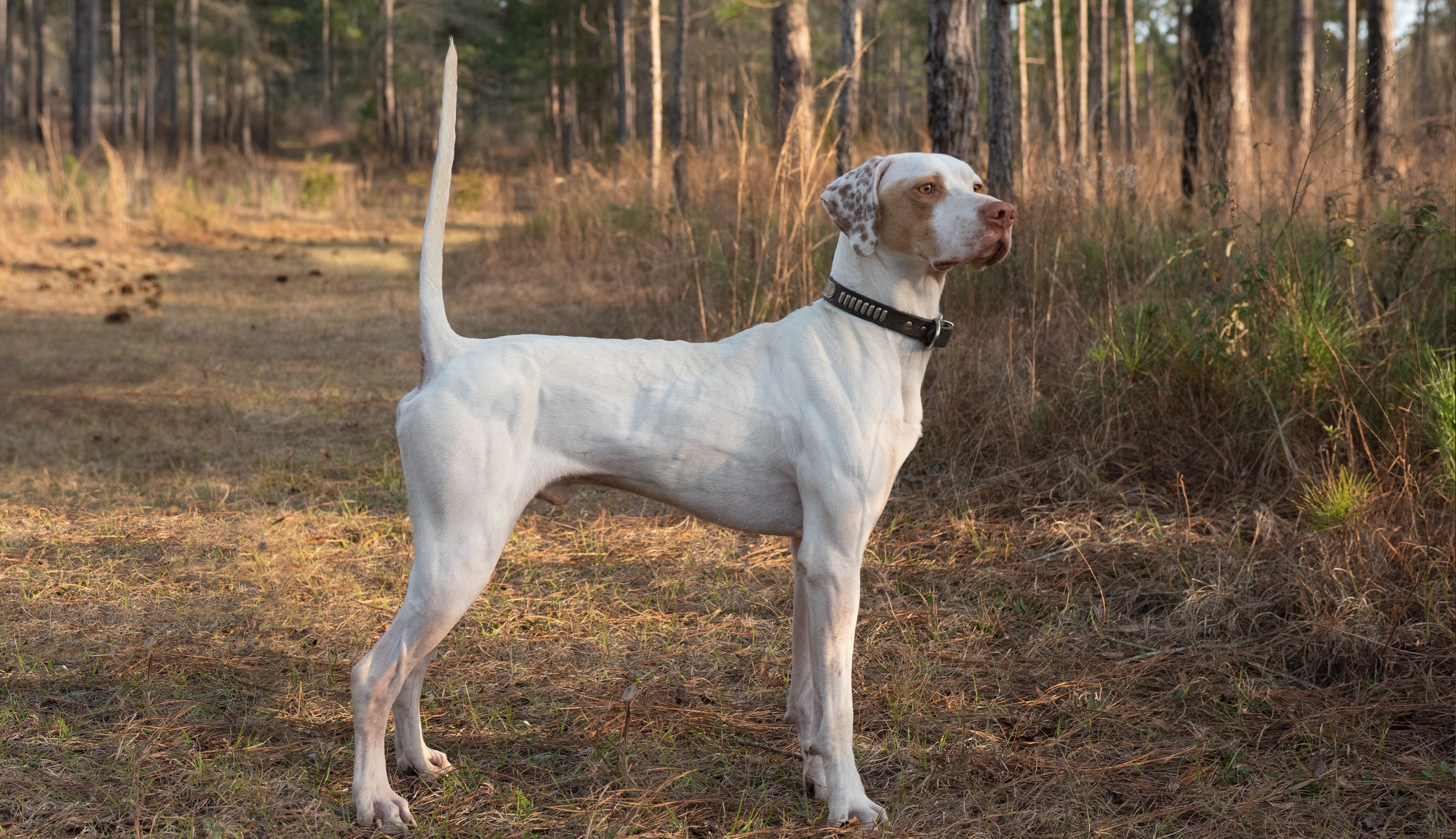 Sporting Dogs & Outdoor Images