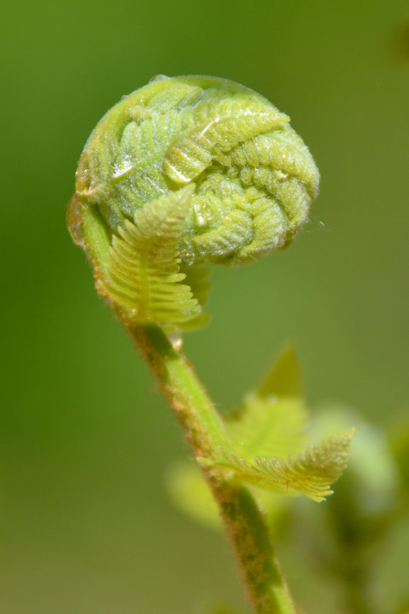 Close-up of a green fern unfurling