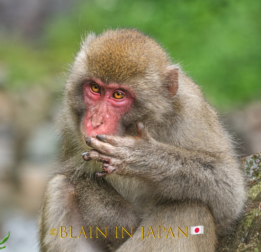 NATURAL MOUNTAIN MONKEYS> NOVITA 【SILVER】【3si