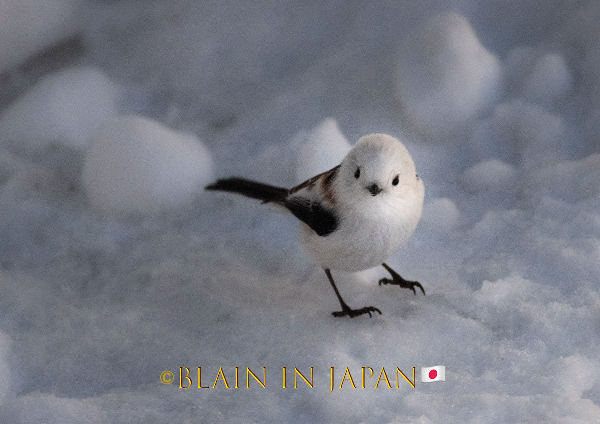 Shima Enaga A Stand-Alone Species - Hokkaido Wildlife Tour - Blain 