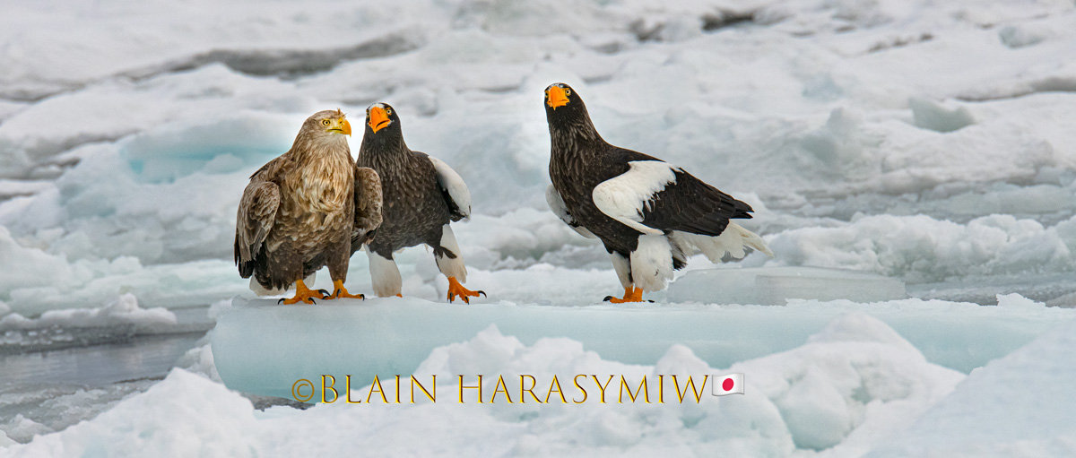 Hokkaido Nature Birding Tour Steller’s Sea Eagle (Haliaeetus