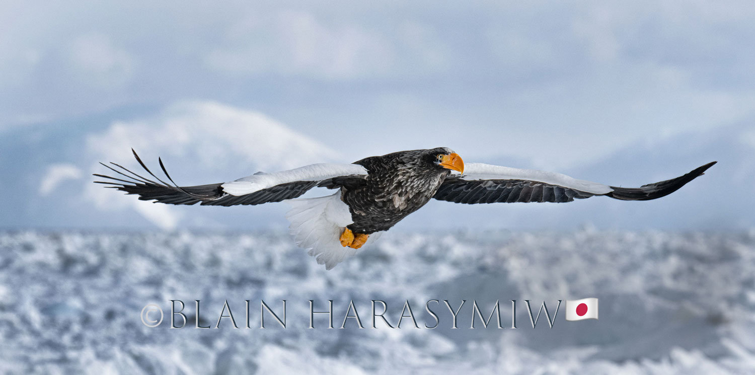 Hokkaido Birding Photography Workshop Tours - Blain Harasymiw Photography