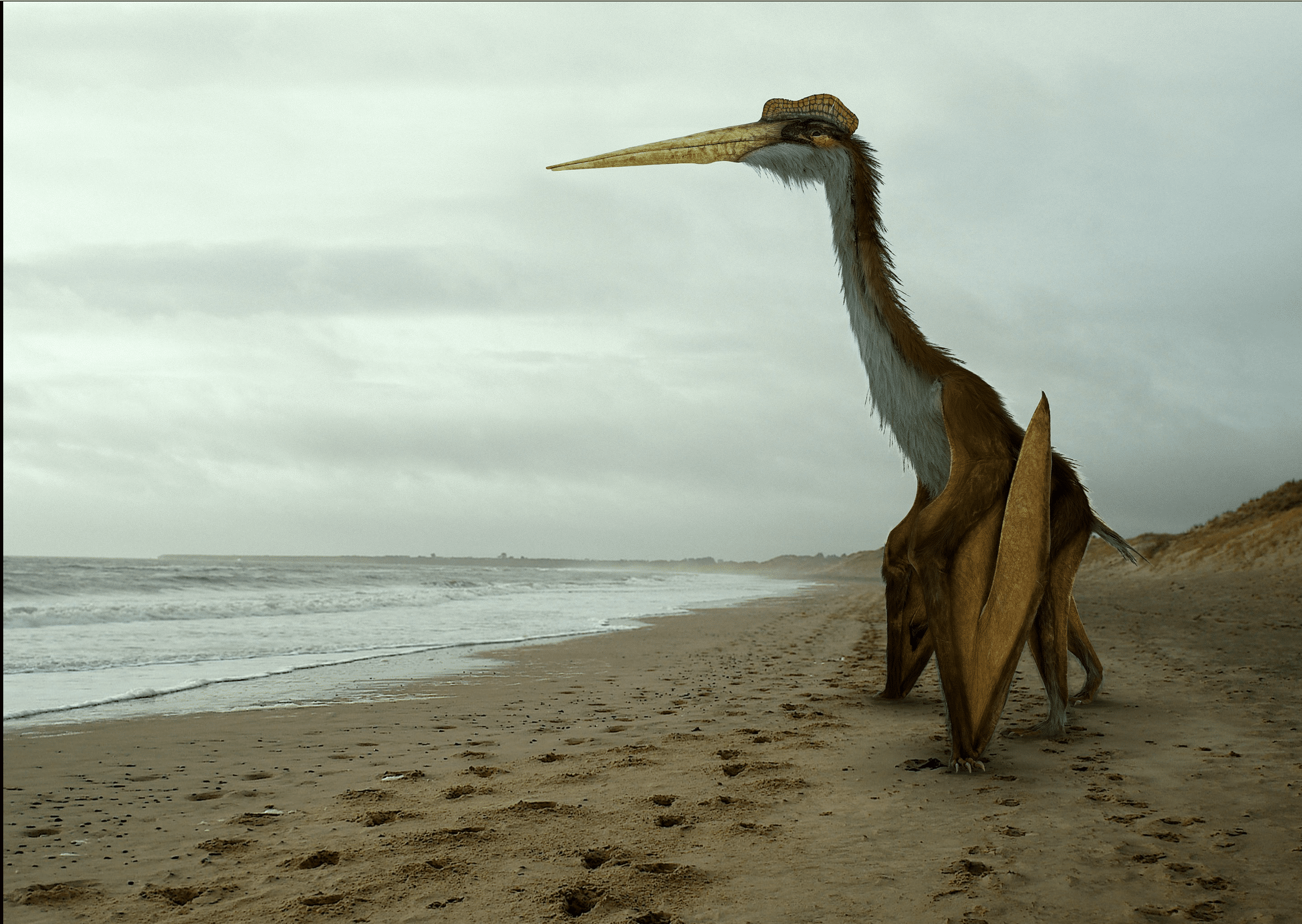 Quetzalcoatlus Quetzalcoatlus