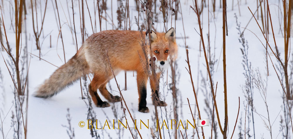 Hokkaido Photography Tour - Birding In Japan - Blain Harasymiw Photography