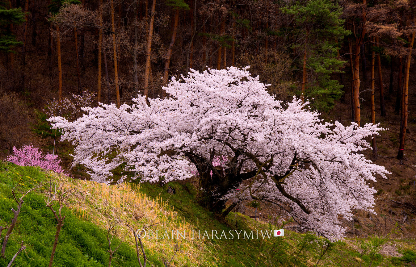 April 5 - 15, 2027 Cherry Blossom Photo Tour - Blain Harasymiw