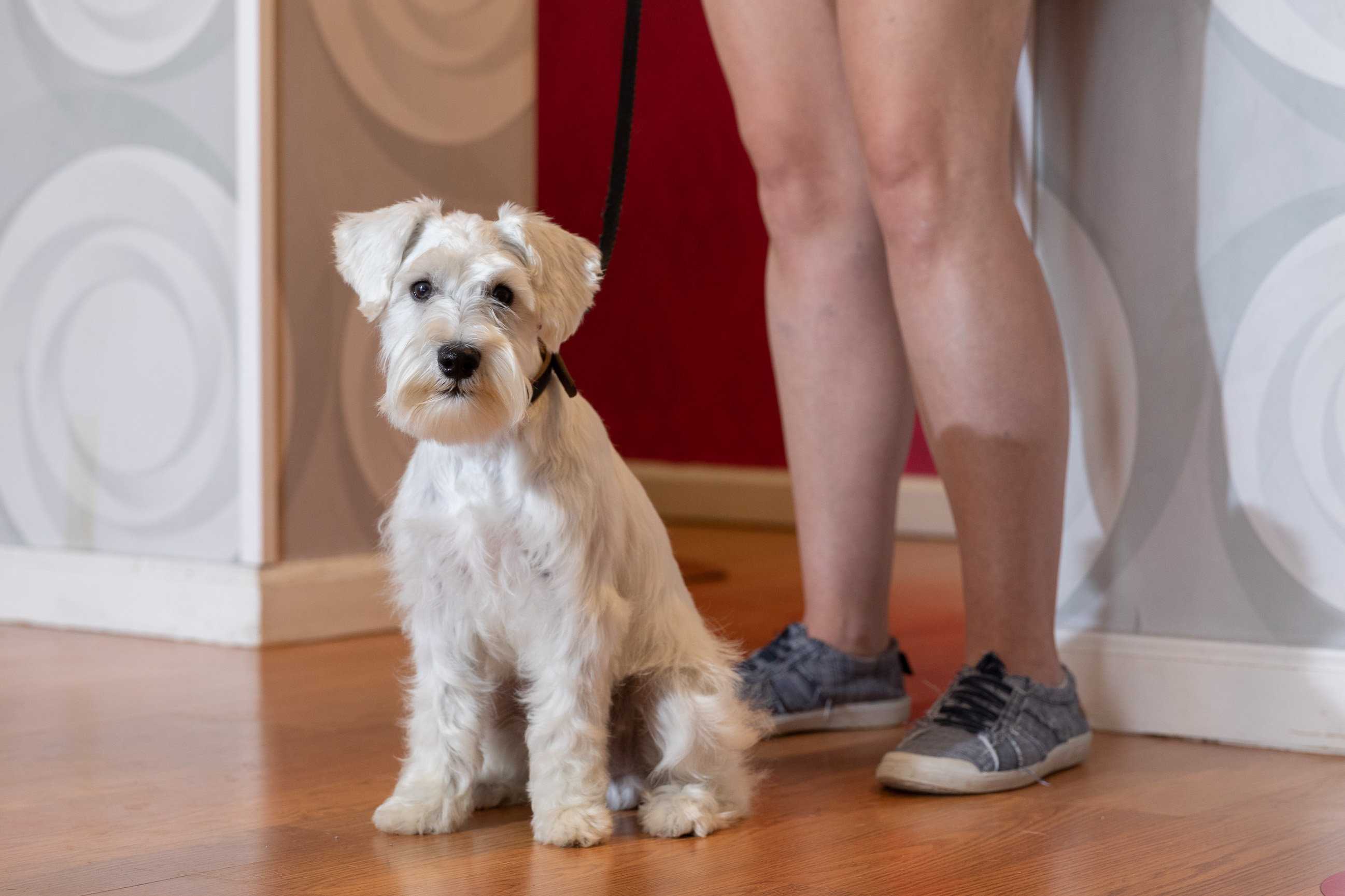 Dog Grooming in Lewisville And Coppell Dog Grooming in Lewisville And Coppell