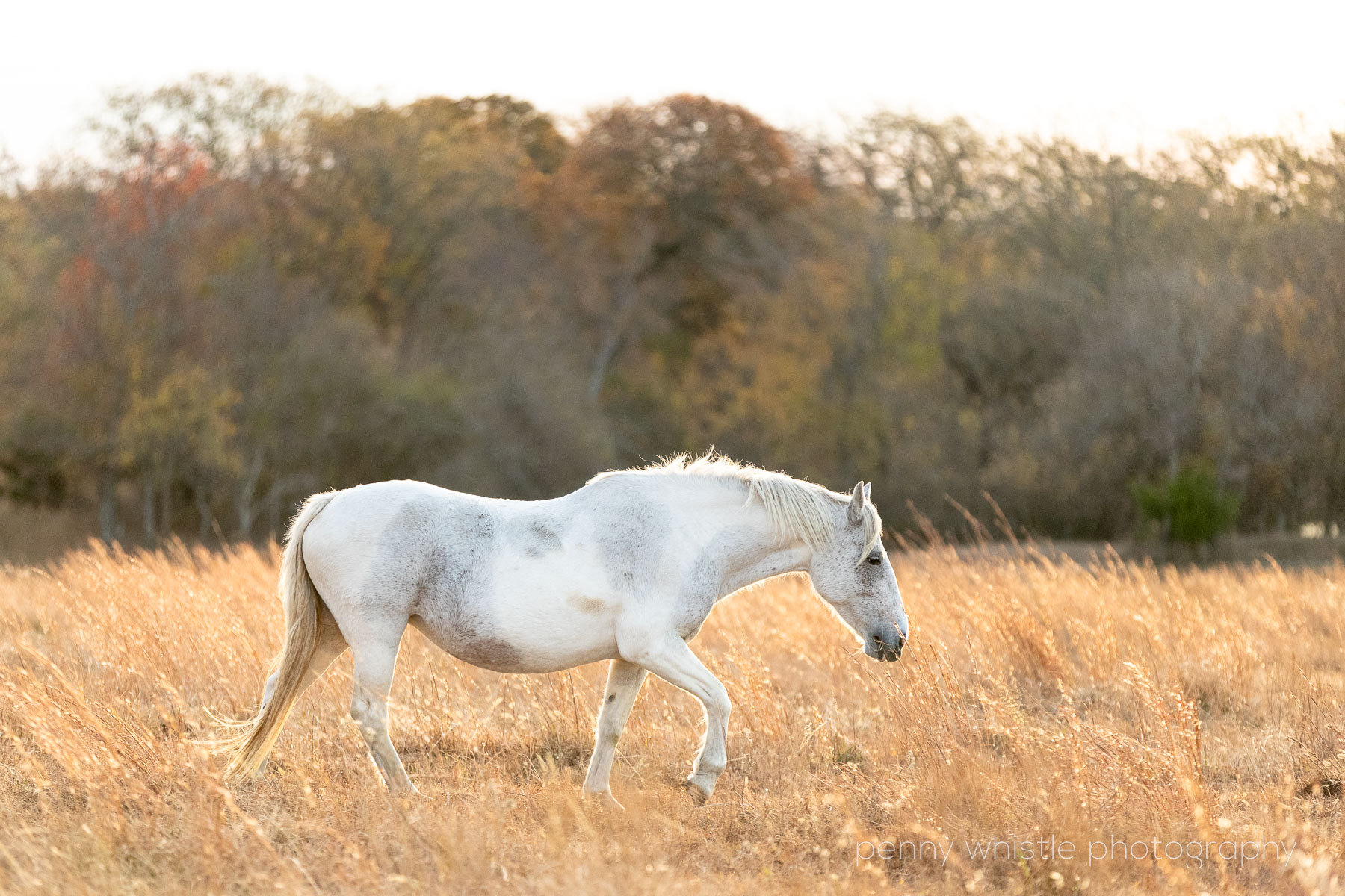 North Texas Equine Photographer Visits Wild Mustangs in Oklahoma