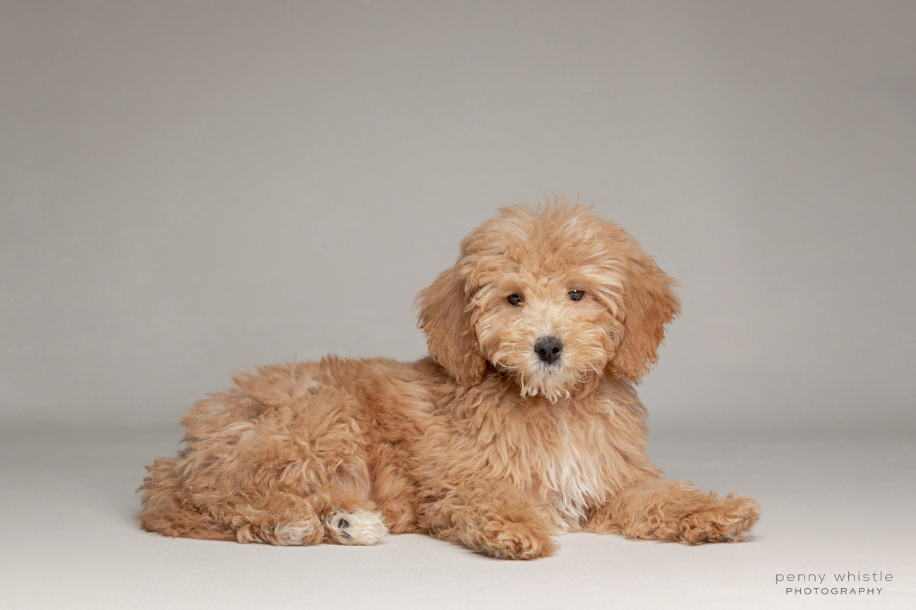 Golden doodle hot sale dfw