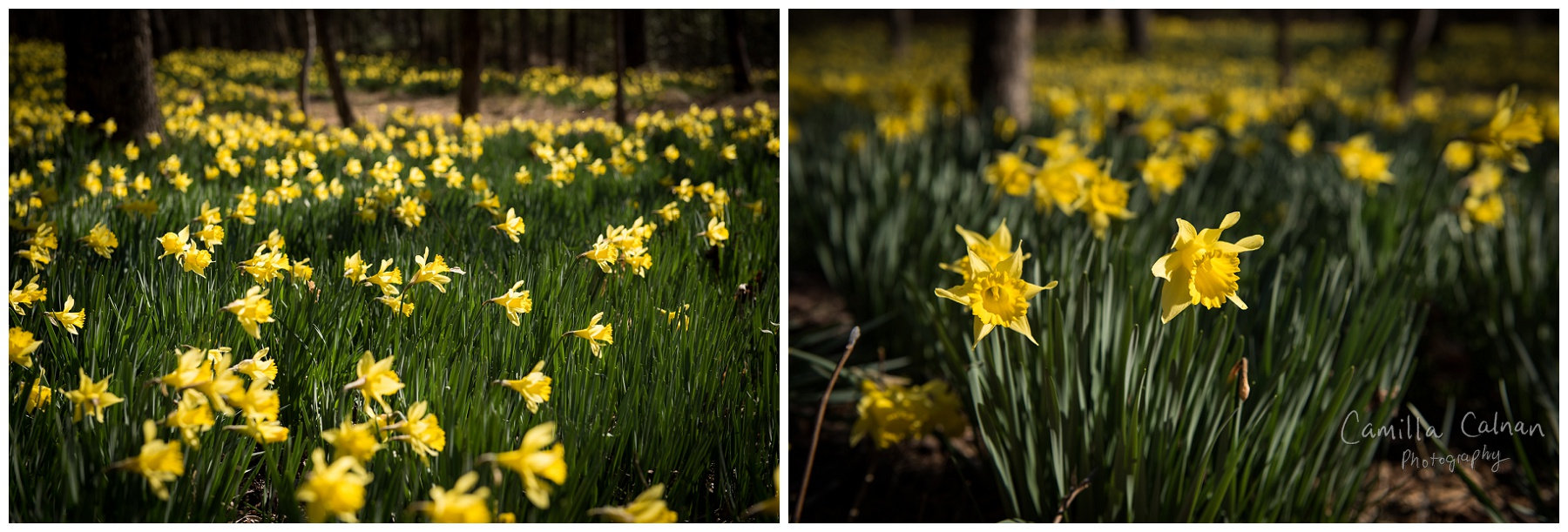 Daffodil Flats at the Linville Wilderness Area in North Carolina