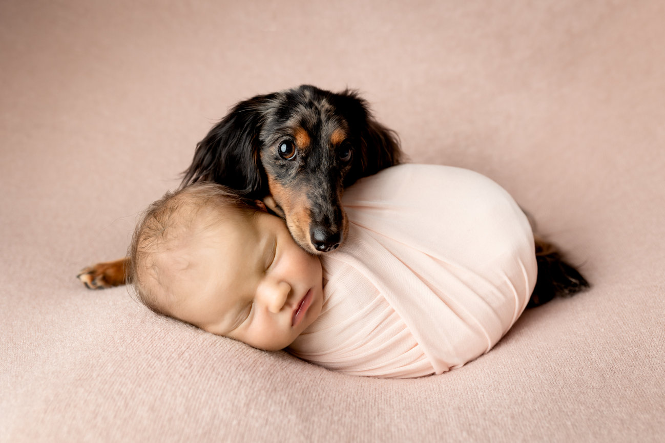 Newborn wrapped in a pink blanket with a small dog resting its head on the baby on a soft, beige surface.