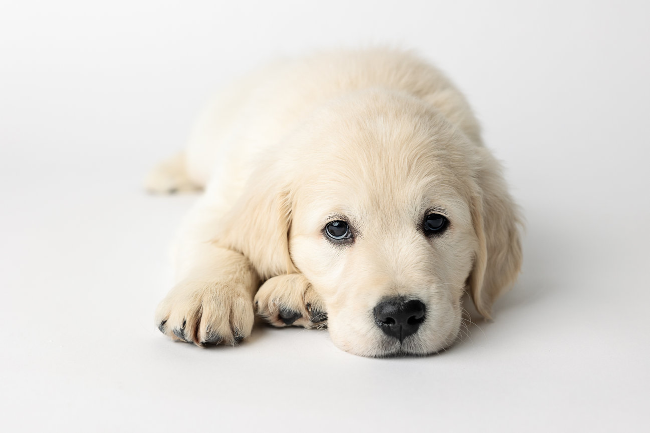 Golden retriever puppy lying down on a white background.