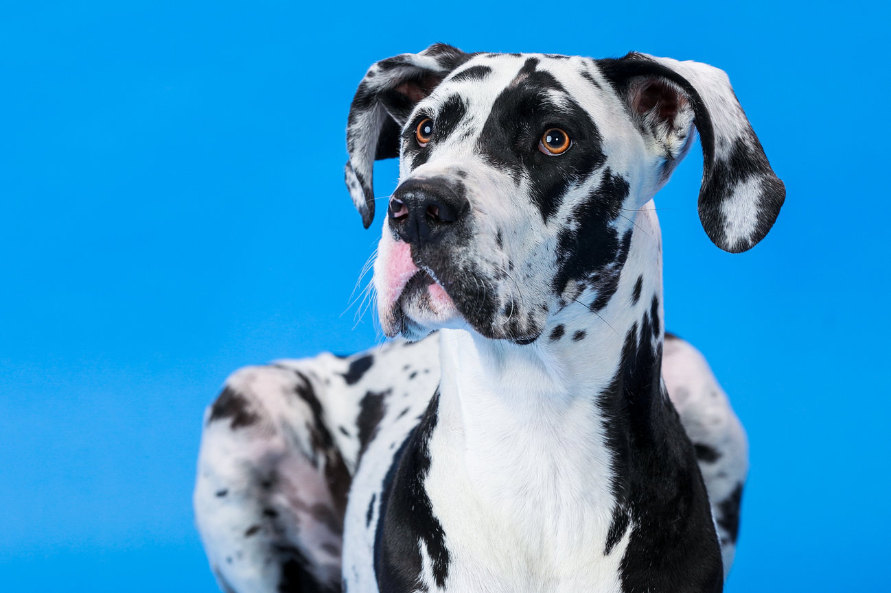 Dog Days of Summer: 17 Years of Tails, Treats & Heartwarming