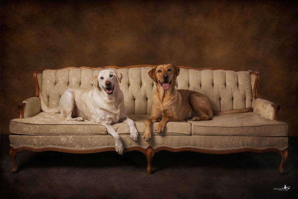 Three dogs posing together on a vintage tufted sofa in a dark studio.