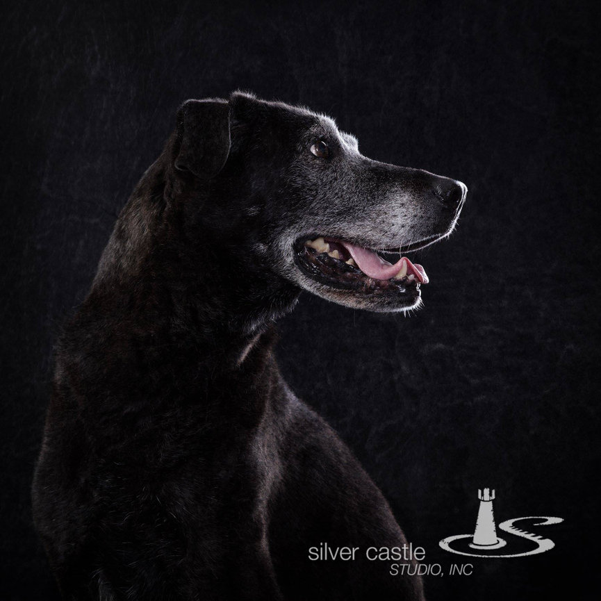 Black dog in profile against a dark studio background.