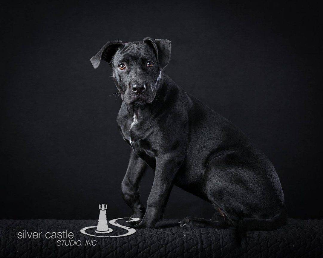 Black puppy sitting on a dark studio background.
