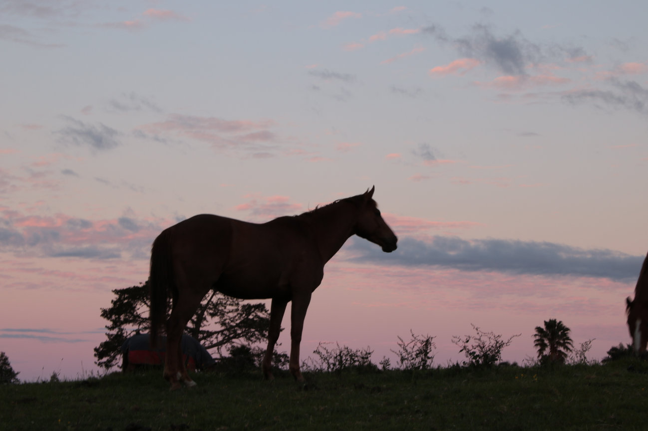 Horse silhouette against a colorful sunset sky with clouds and distant trees.