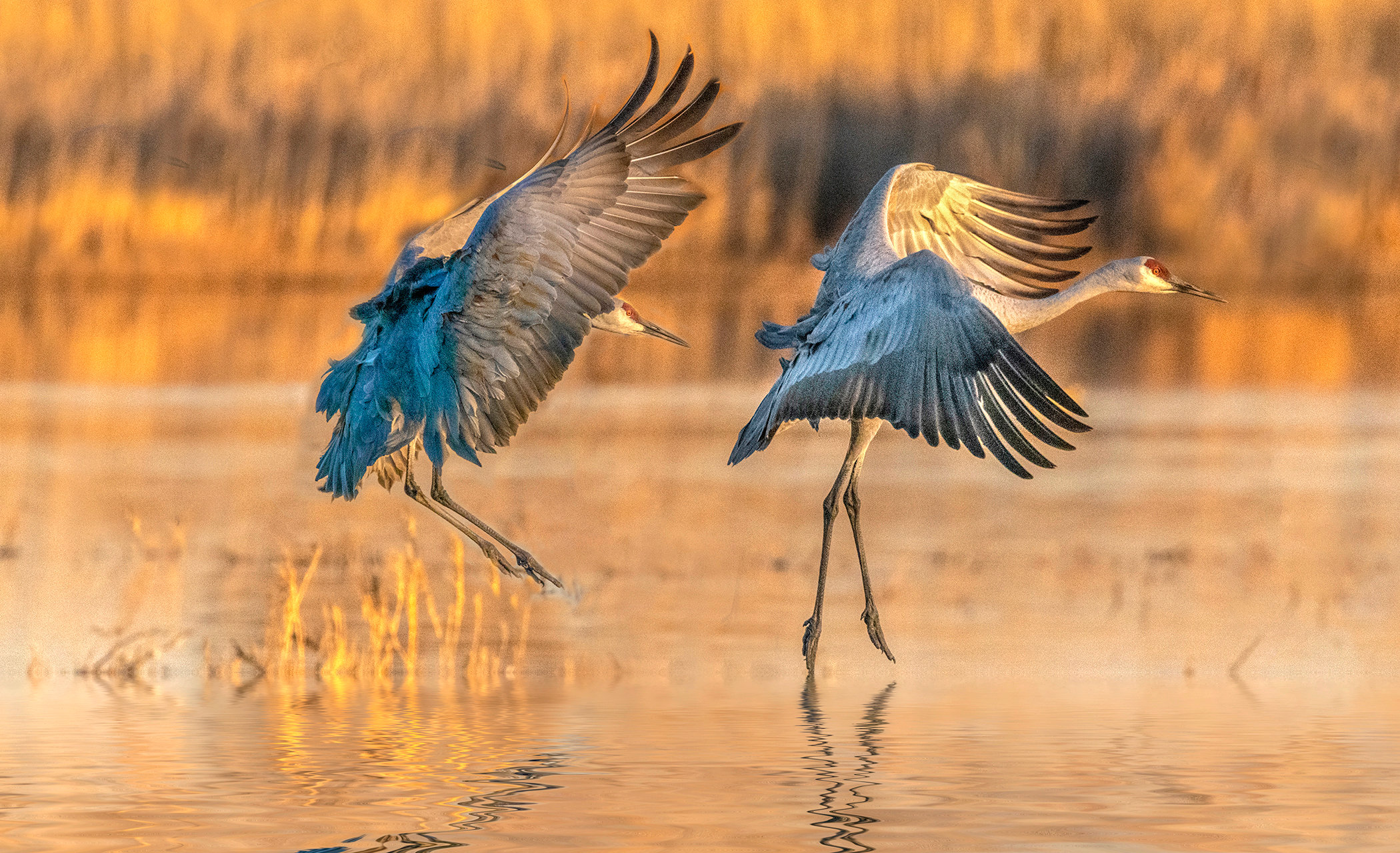 Landing at sunset - Jim Zuckerman photography & photo tours