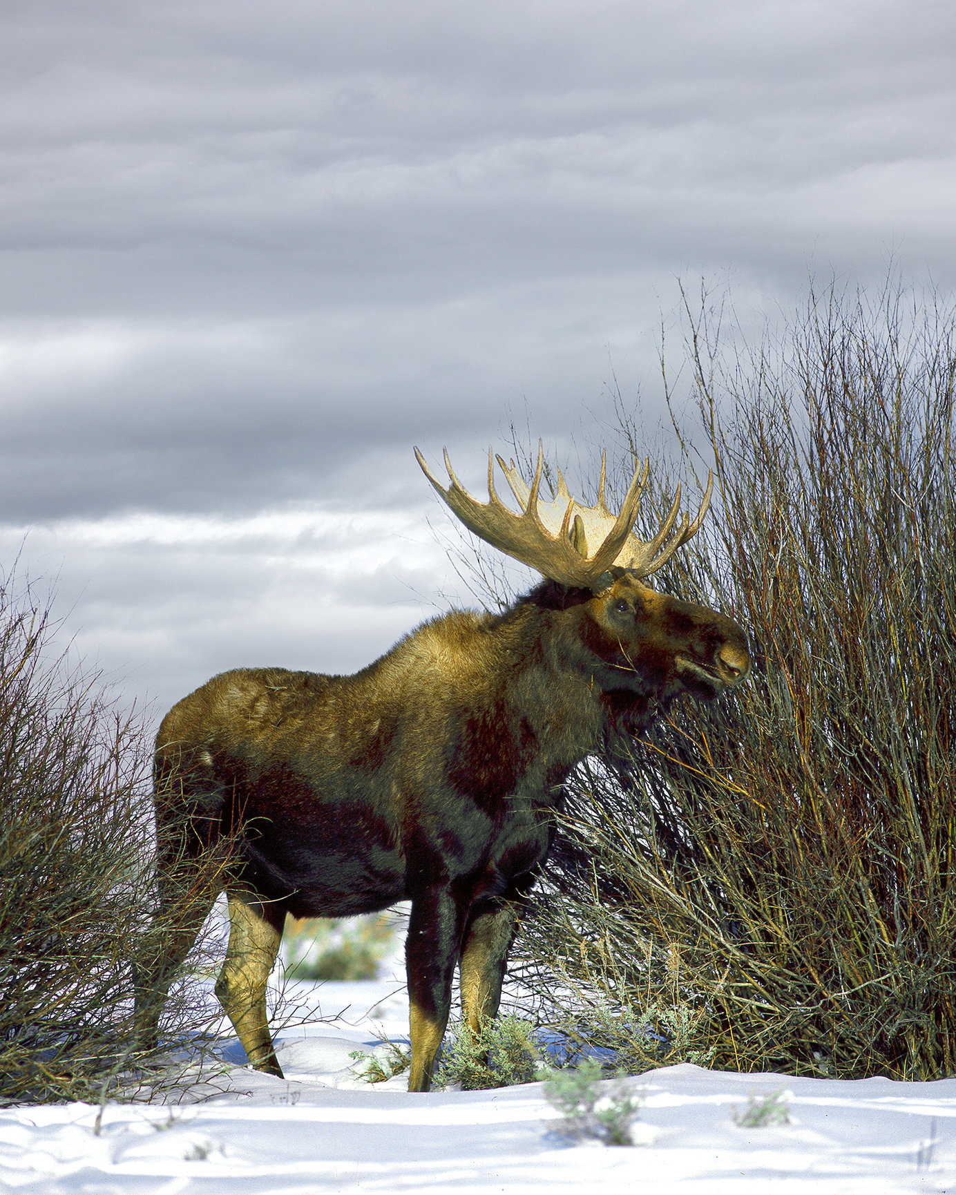 Bull moose in the Tetons - Jim Zuckerman photography & photo tours