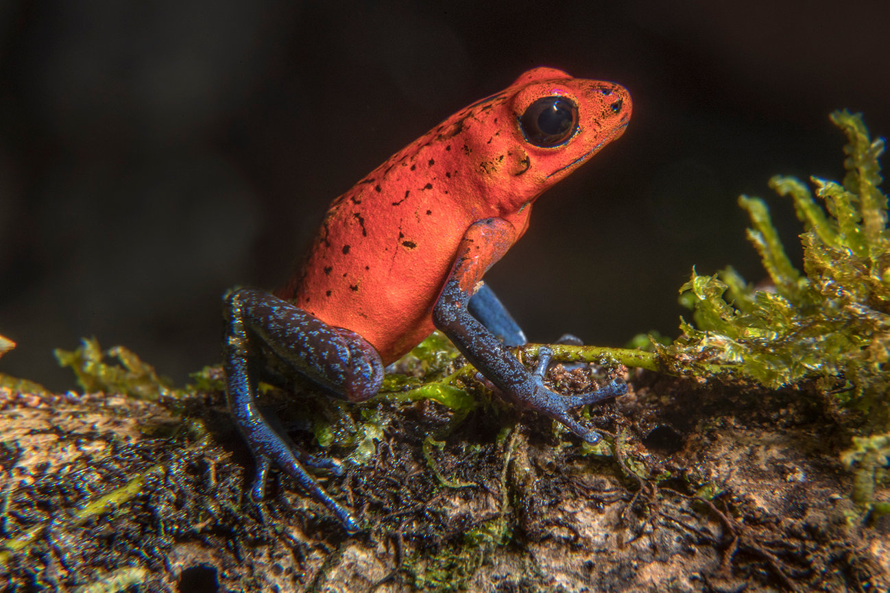 Birds Of Costa Rica - Jim Zuckerman Photography & Photo Tours