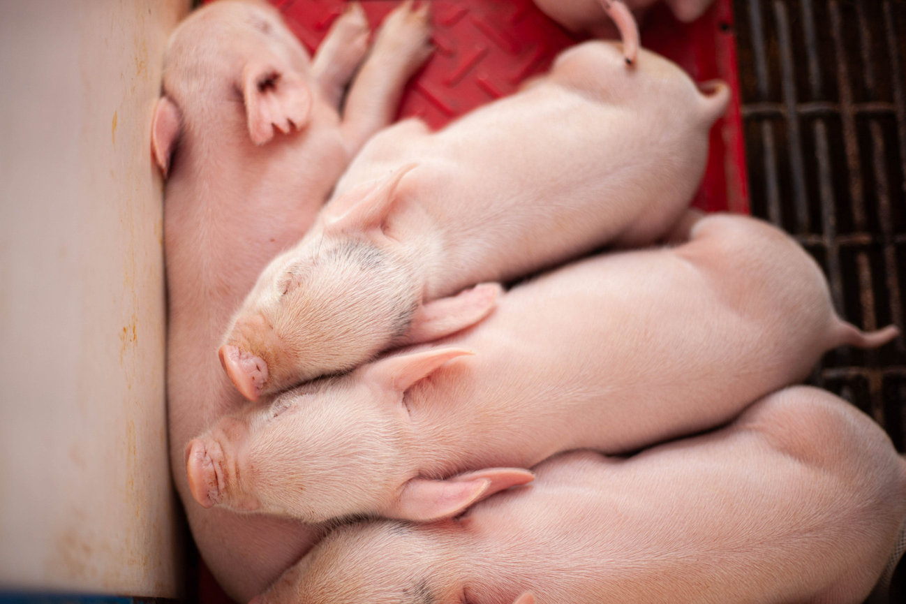 A litter of piglets sleeping together on the farm.