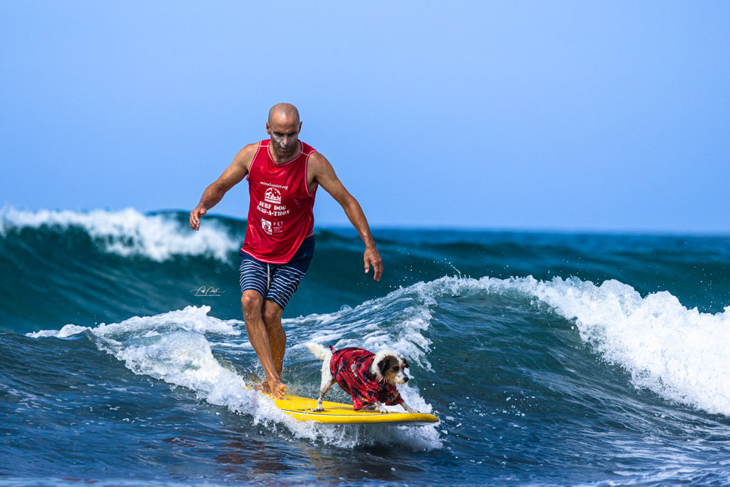 Man surfing with a small Russel Terrier dog named Max on a yellow surfboard in the ocean.