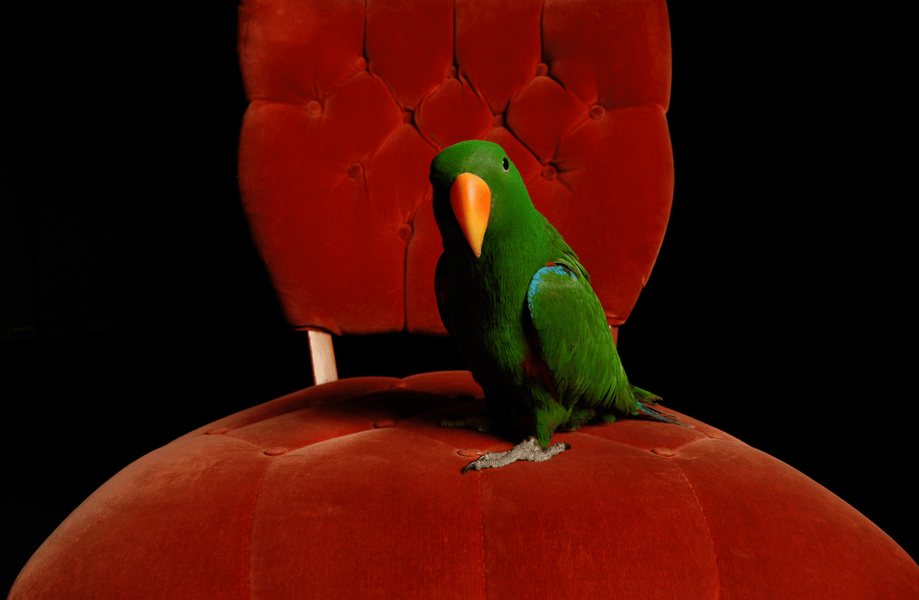 A green parakeet with an orange bill sitting on a red velvet chair during a bird photo session at Kliks Photography /