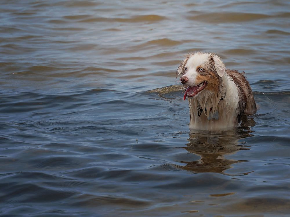 Dog wading in a body of water with a happy expression.
