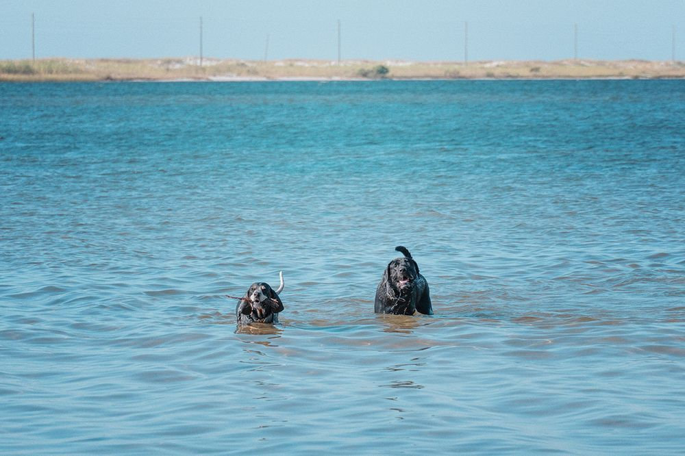 Two dogs standing in shallow blue water near a sandy shoreline under a clear sky.
