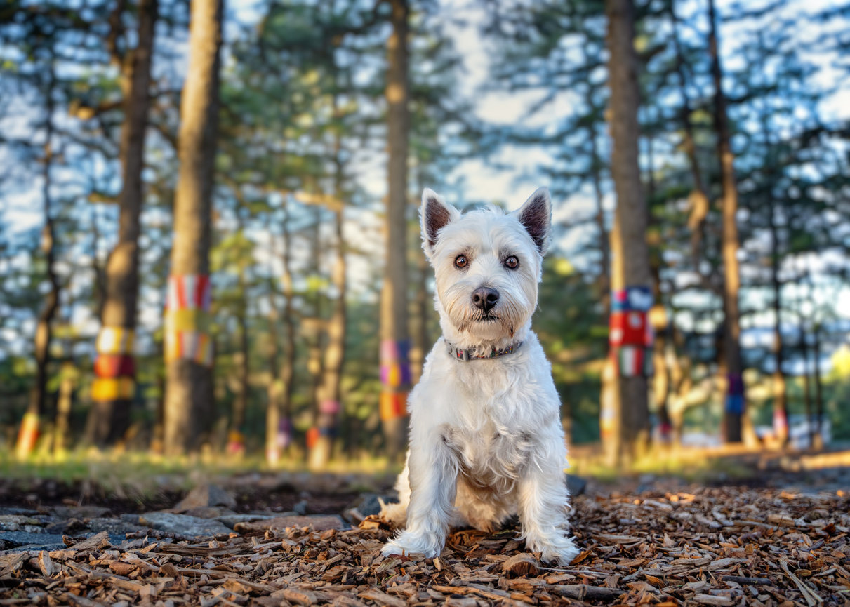 Chase the West Highland Terrier at the National Arboretum Canberra Himalayan Cedar Forest for his Tails of Canberra pet photography session