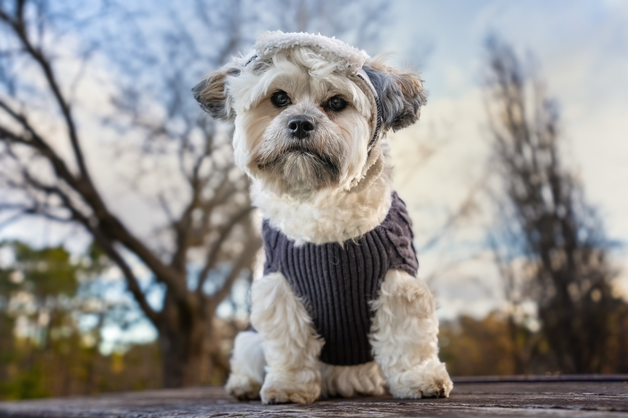 what-happens-at-your-on-location-canberra-pet-photography-session