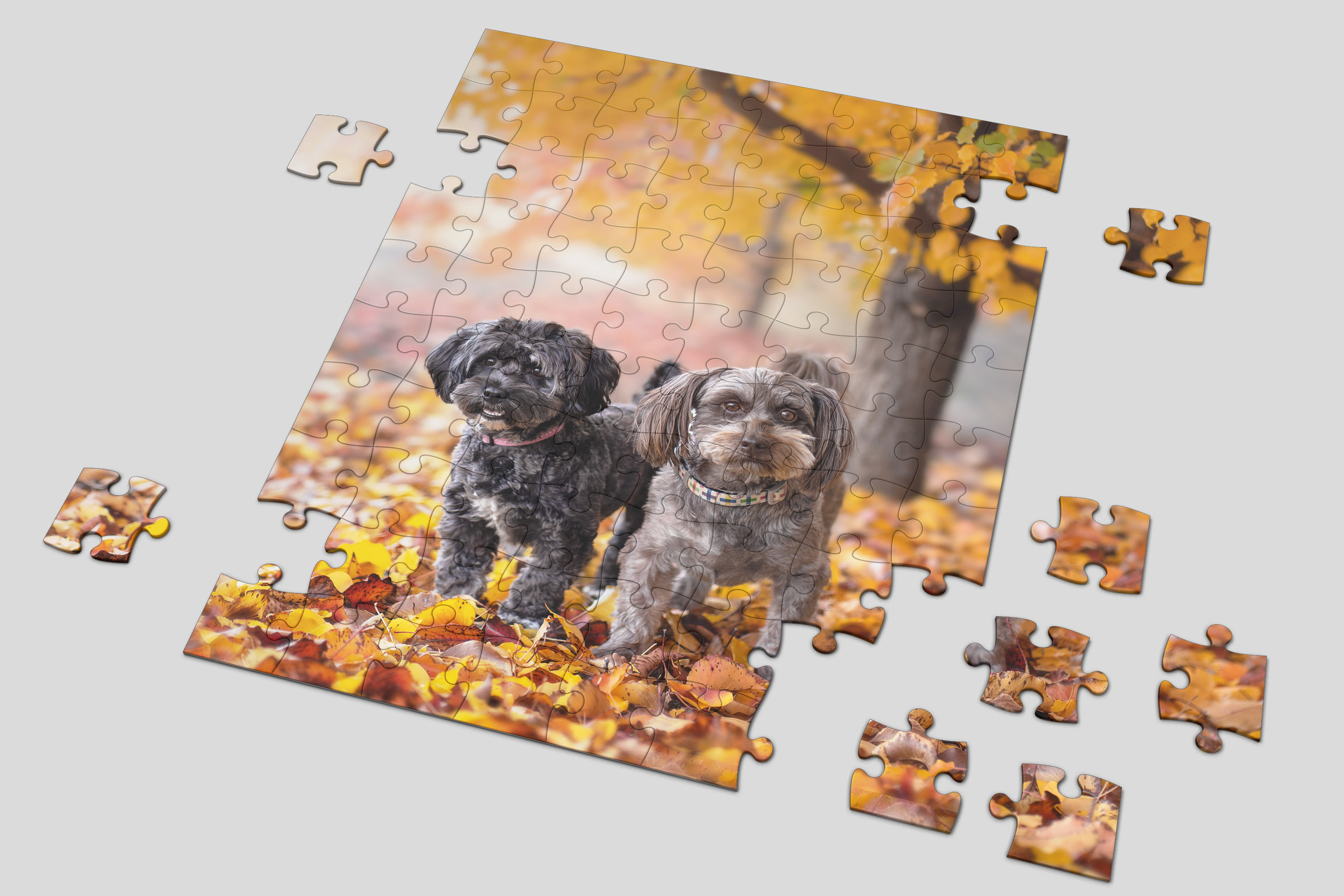 Custom Jigsaw Puzzle Canberra Award Winning Pet and Dog Photographer