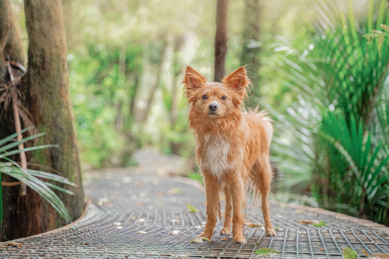 Client Testimonial A small, fluffy brown dog stands on a wooden pathway in a lush, green forest setting.