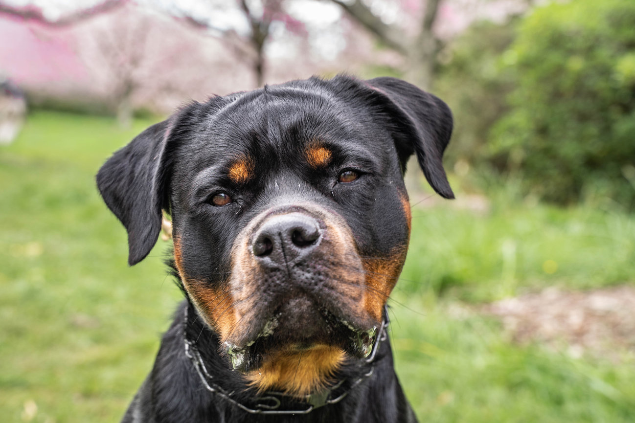 Rottweiler dog with attentive expression sitting on grass in a park setting.