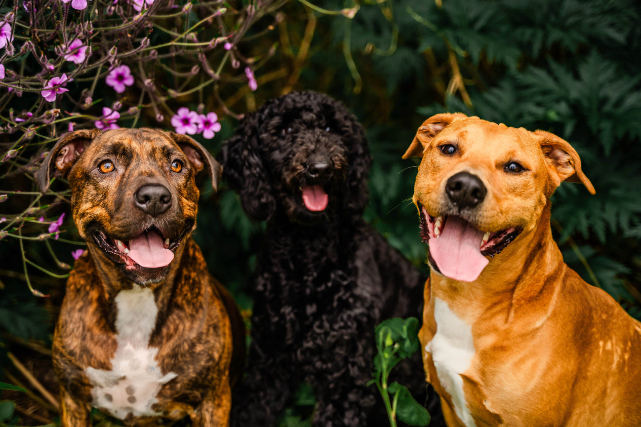 Three happy dogs with open mouths sit together with lush greenery and pink flowers in the background.