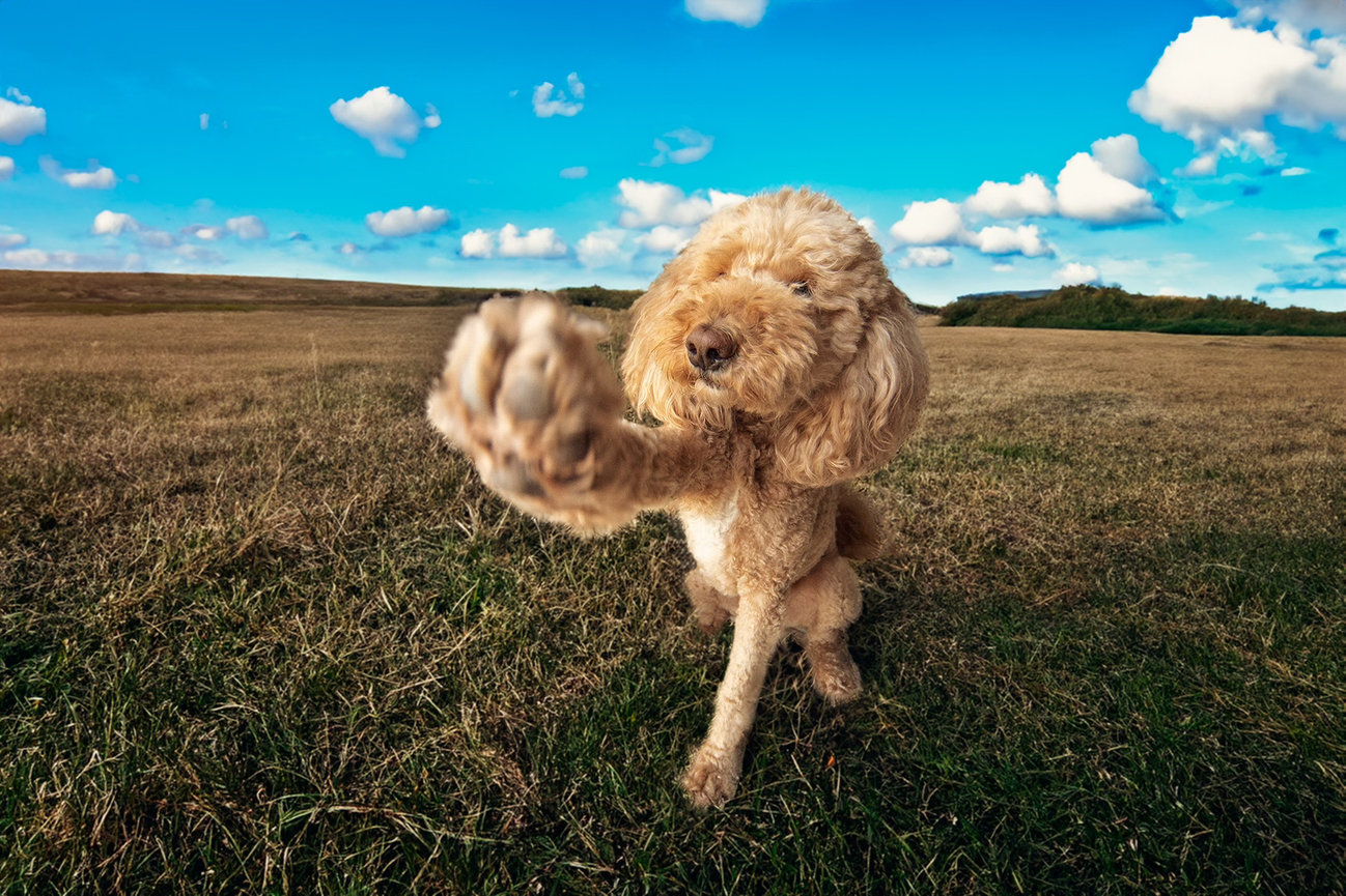 Goldendoodle portrait outside in Aledo.