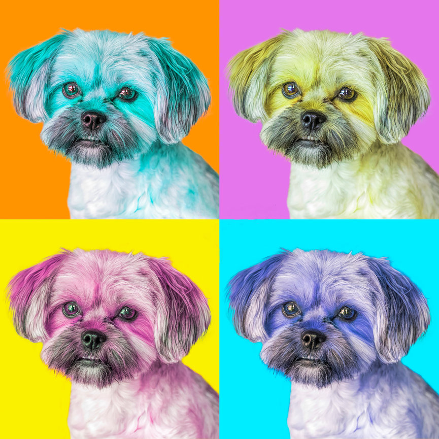 Creative vibrant colorful images of a dog for a clients home.