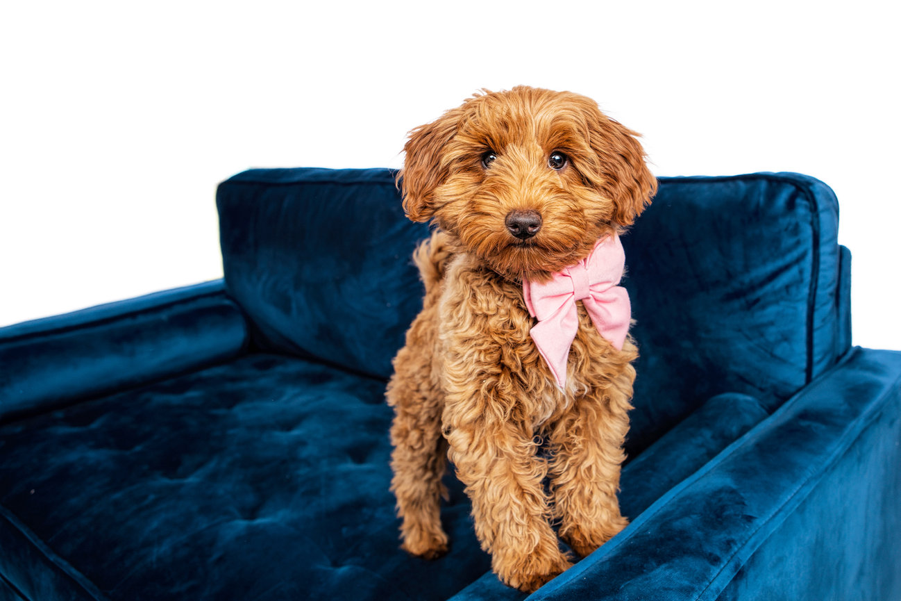 Mini Goldendoodle puppy portrait in jami scull studio.