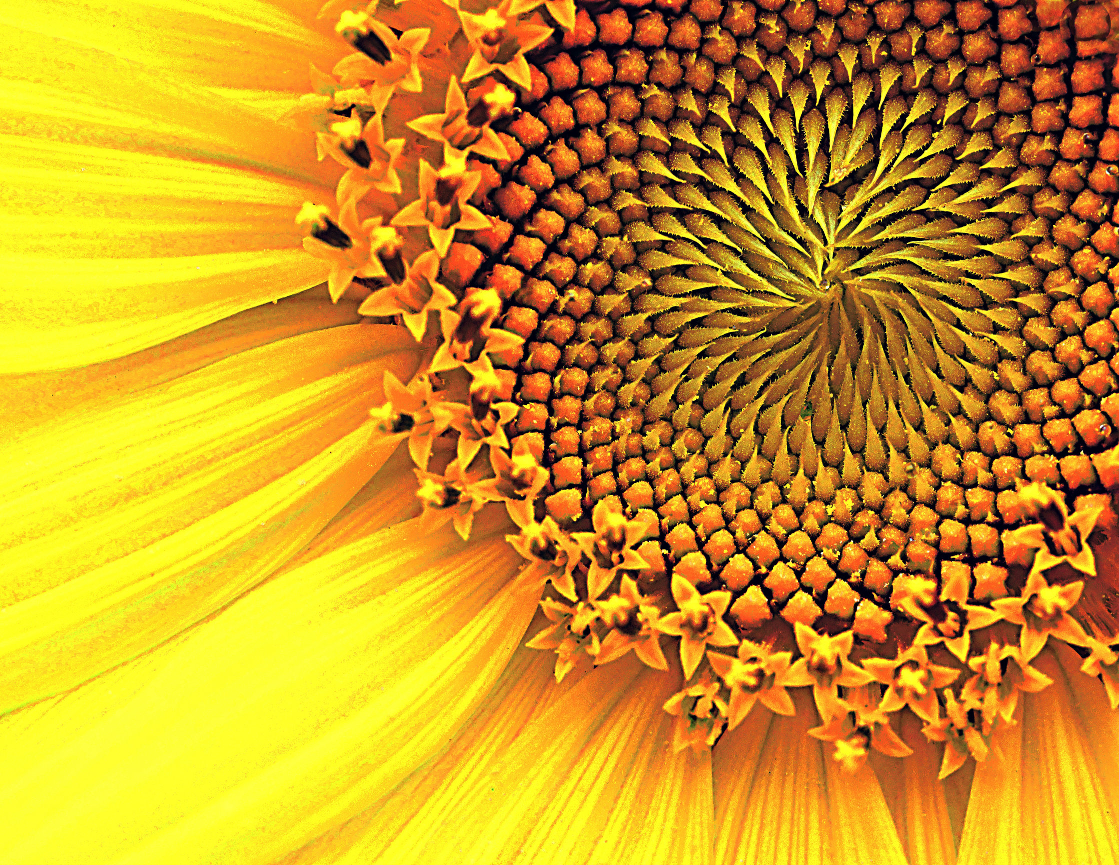 Flowers by Mike Moats | Award Winning Macro Photographer | Sterling, MI