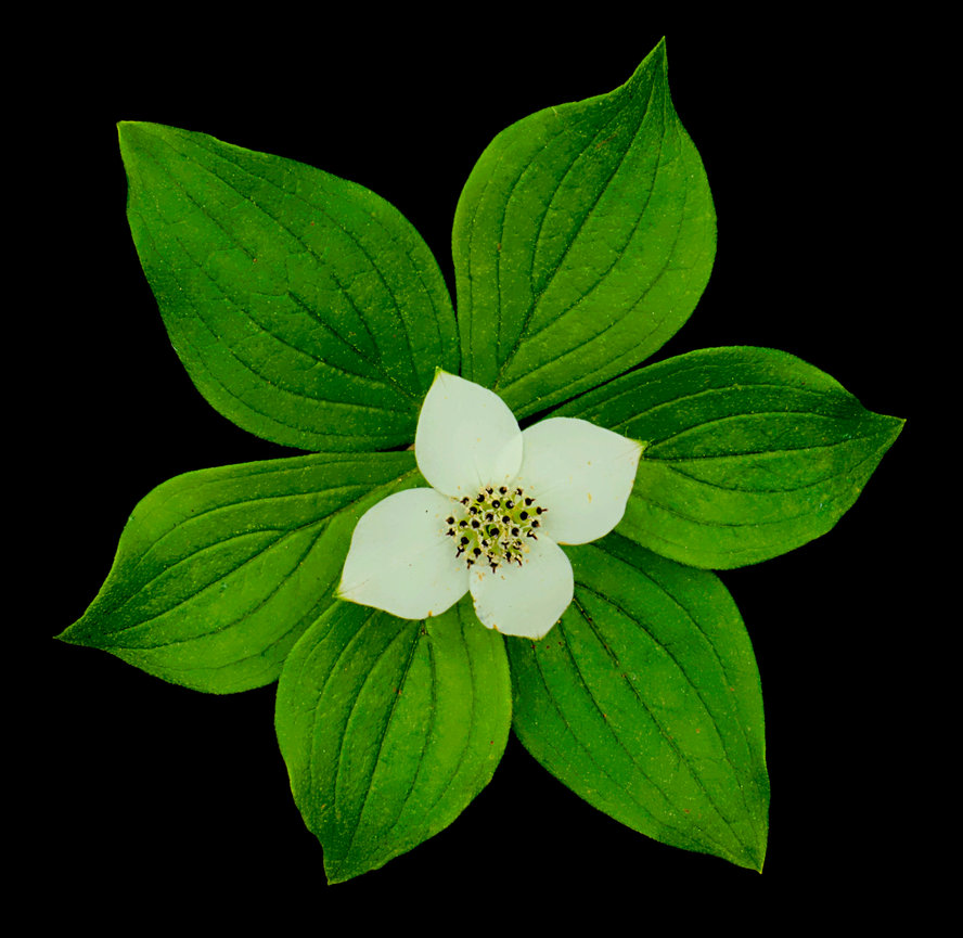 Try a Square Crop Mike Moats Award Winning Macro Photographer