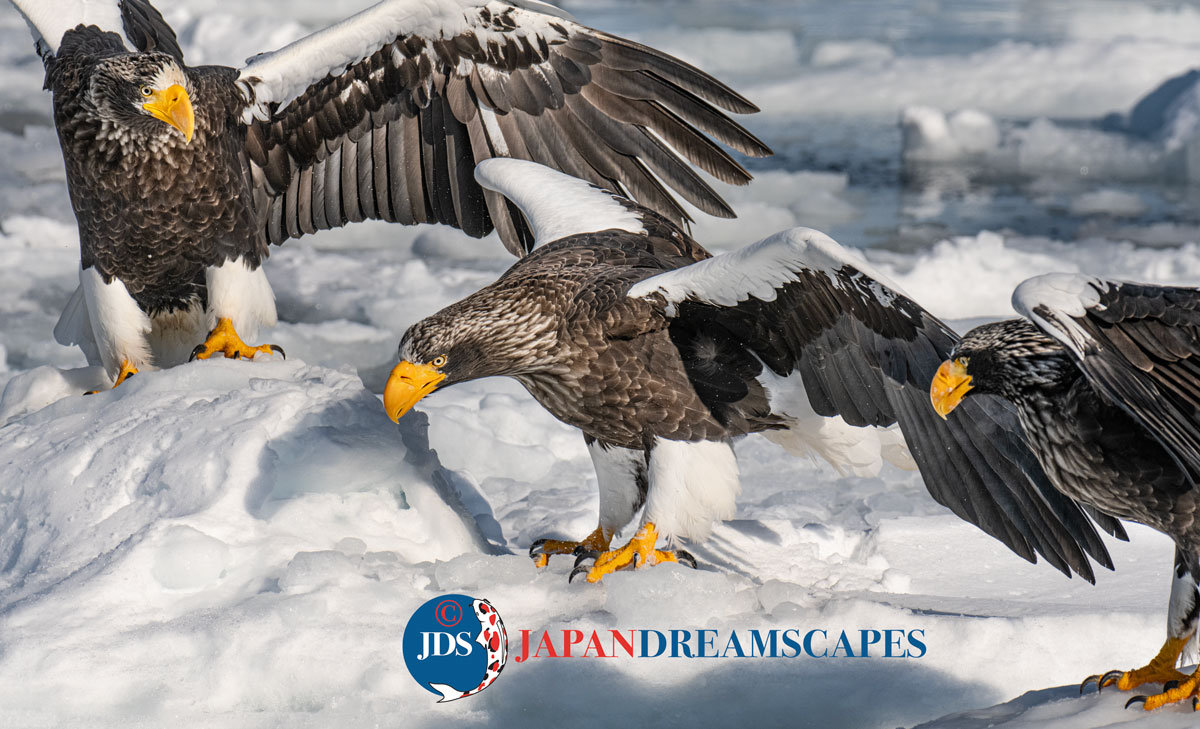 February 1-9 2026 Hokkaido Birding Photo Workshop - JAPAN DREAMSCAPES