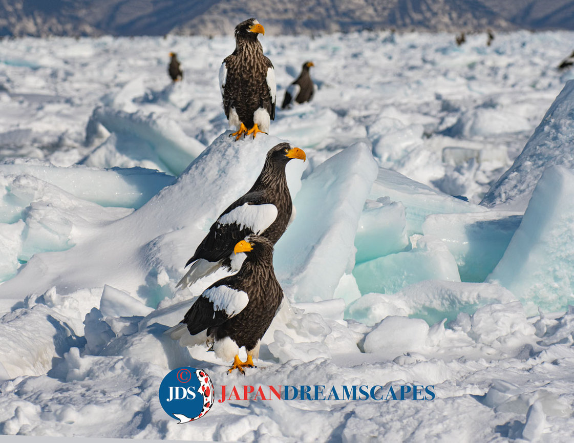 日日是好日 ファガッセン EAGLE 26 February 14-25, 2026 Hokkaido Birding Wildlife - JAPAN