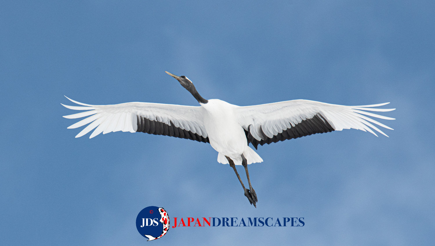 February 14-25, 2026 Hokkaido Birding Wildlife - JAPAN