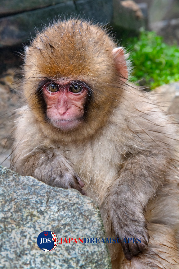 Adventure Filled Summer - Japan Snow Monkey Photo Tour - JAPAN
