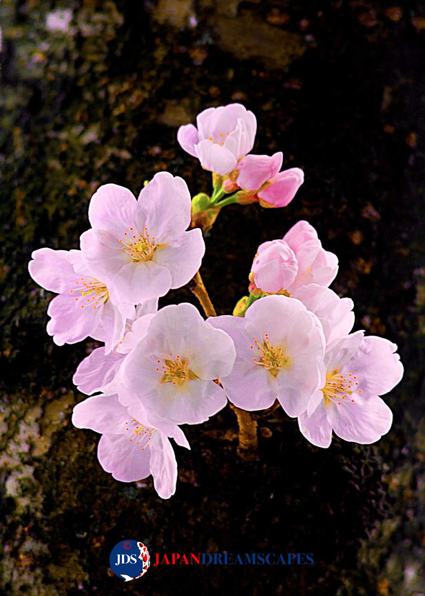 Girl & Tree Cherry」artek マトリョーシカ