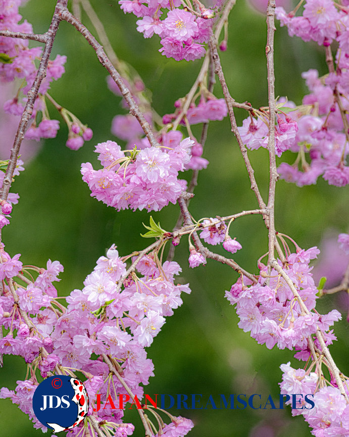 Morioka - Tohoku Cherry Blossom Photo Workshop - JAPAN