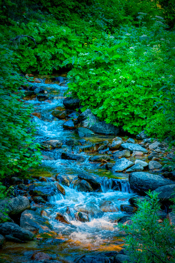 Pamela Dunn-Parrish Nature Photographer Artist