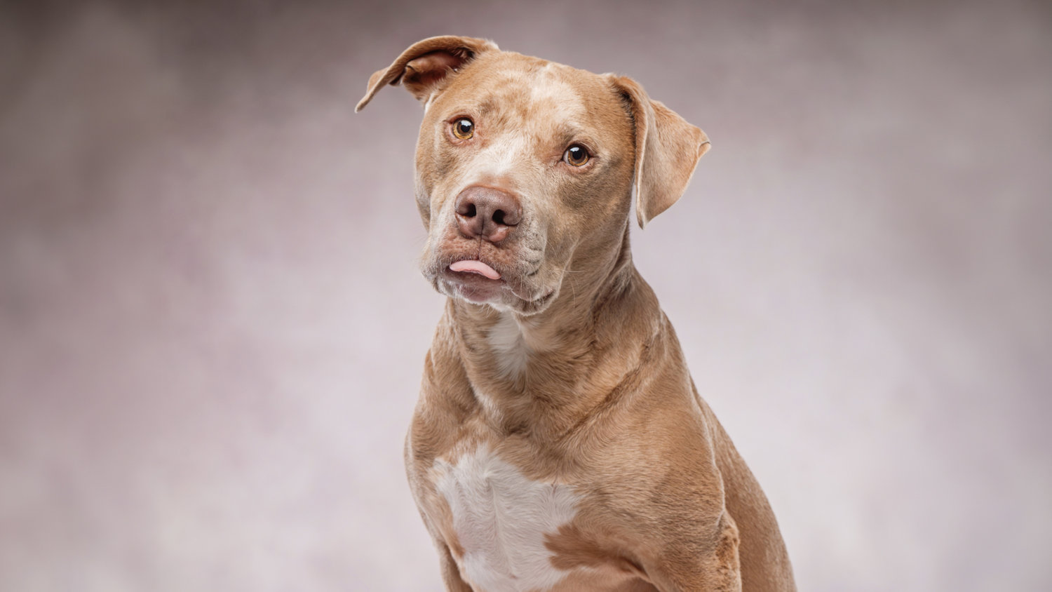 Old World dog portrait